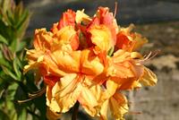 R.Sunte Nectarine